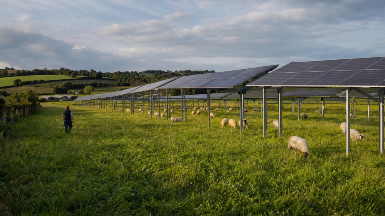 Panneaux agrivoltaïques élevés au-dessus d’une prairie pâturée par des moutons