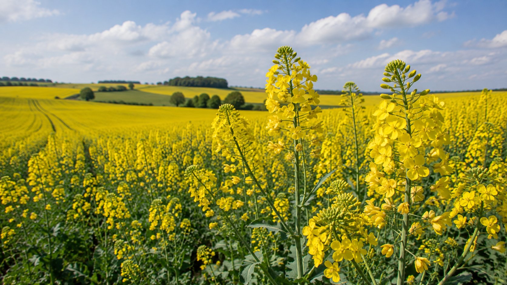 Champ de colza en fleur jaune dans une parcelle française