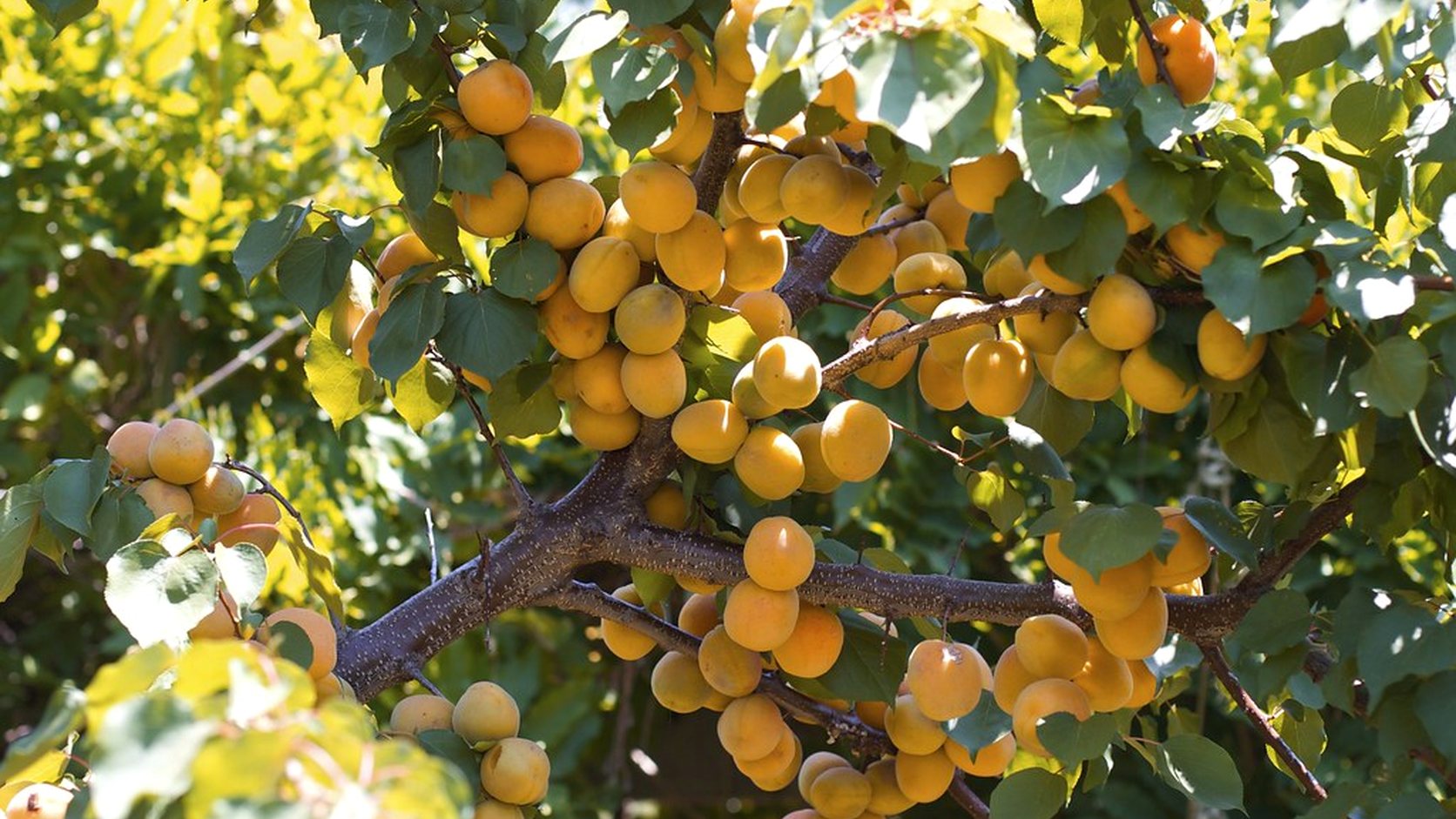 Illustration agricole de abricotier