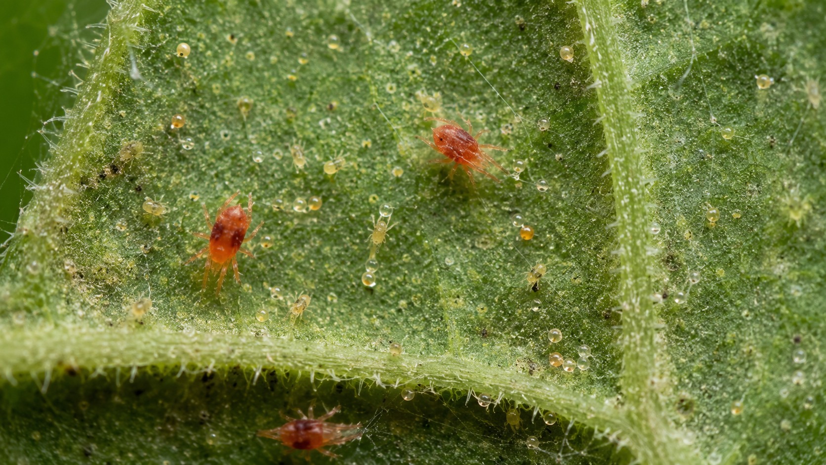 Vue agricole consacrée à acariens