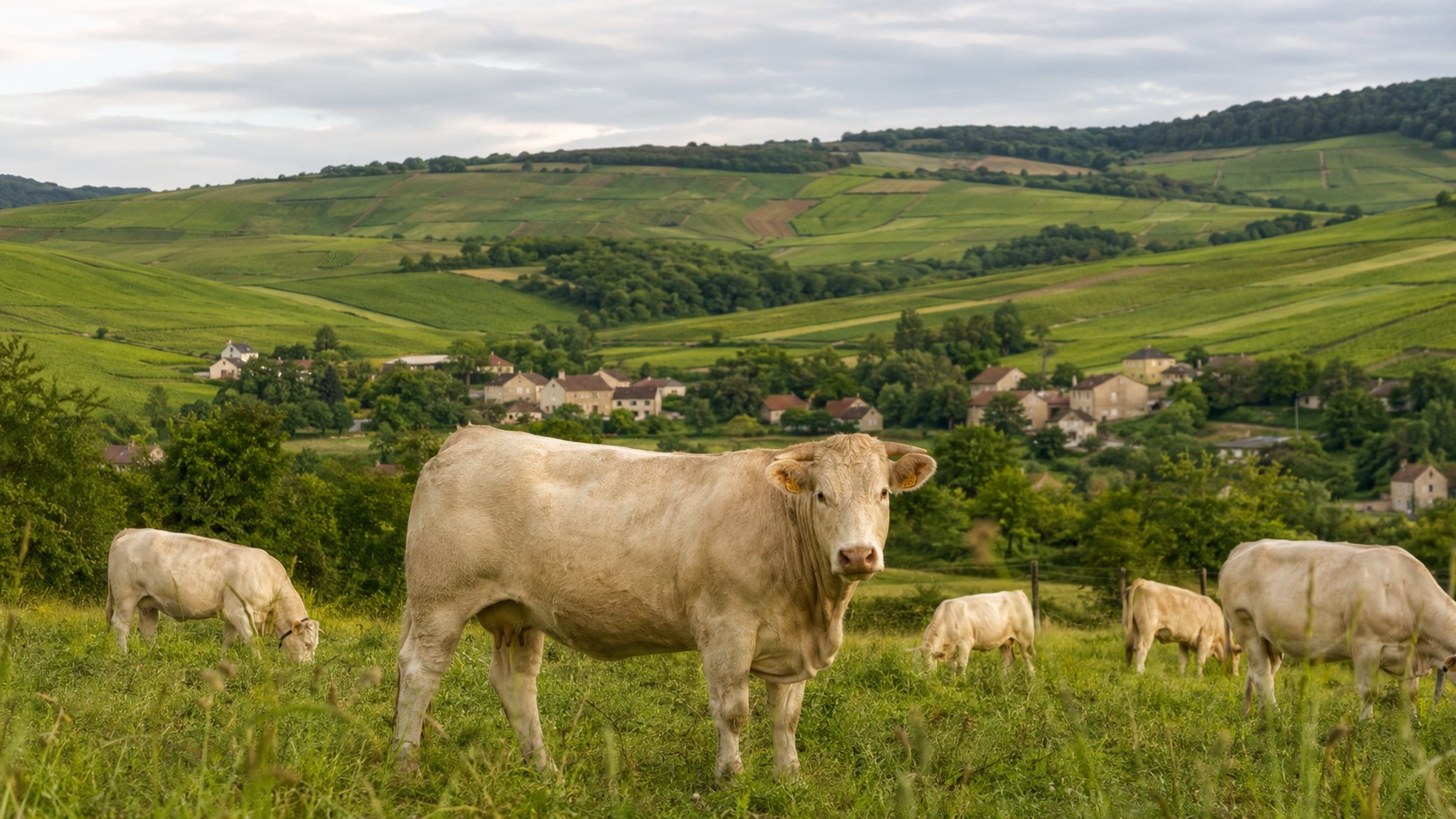 Vue agricole consacrée à agriculture en bourgogne-franche-comté