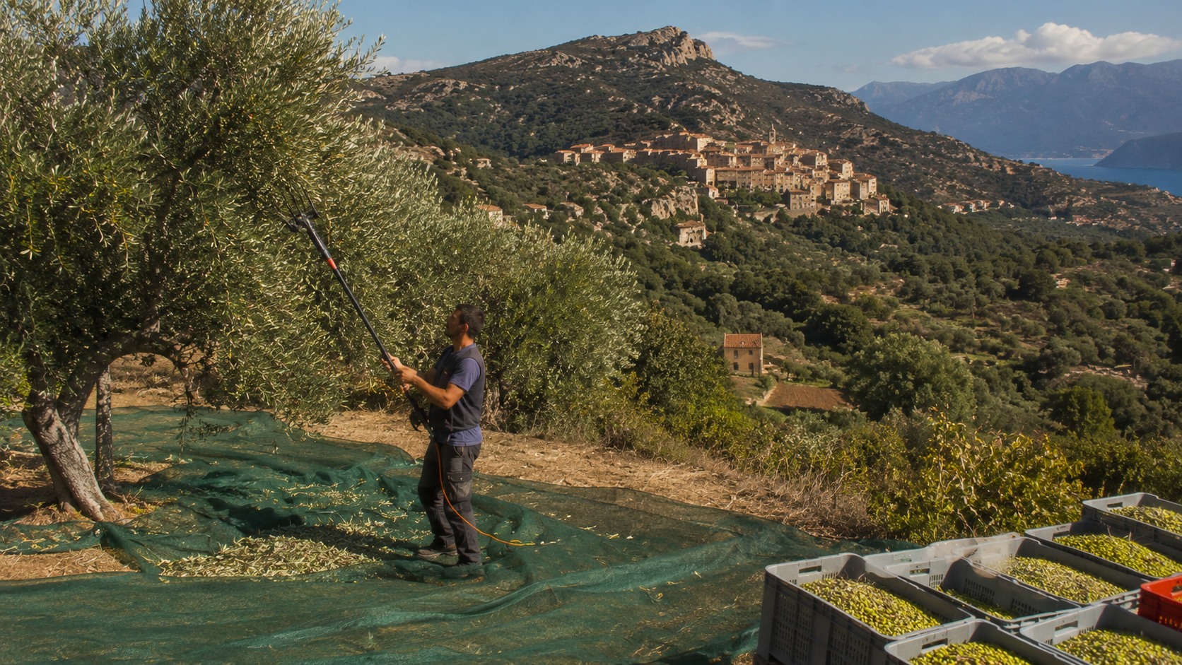 Vue agricole consacrée à agriculture en corse
