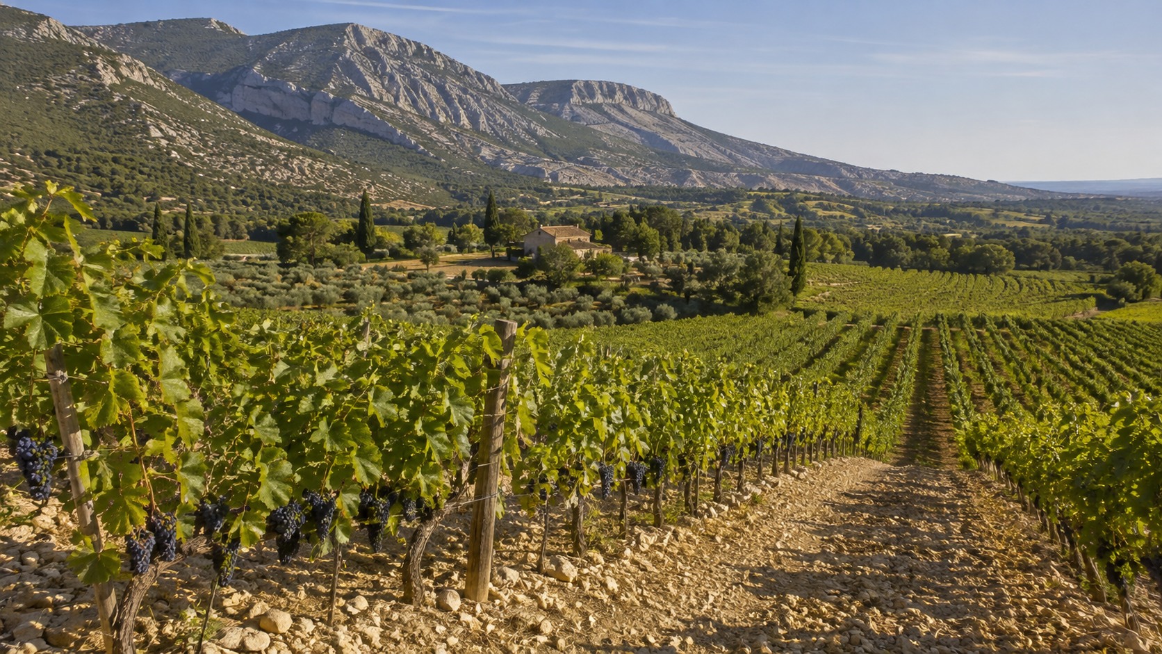 Vue agricole consacrée à agriculture en provence-alpes-côte d’azur