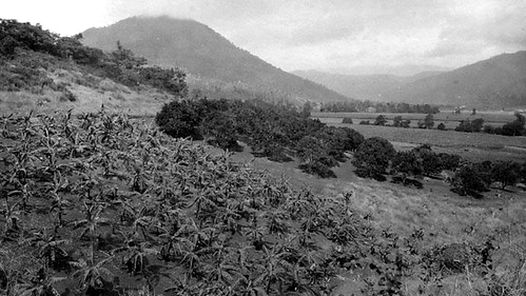 Vue agricole consacrée à agrumes
