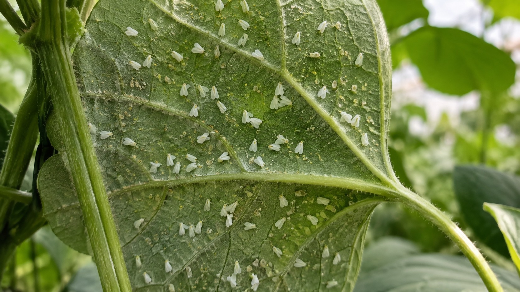 Vue agricole consacrée à aleurodes