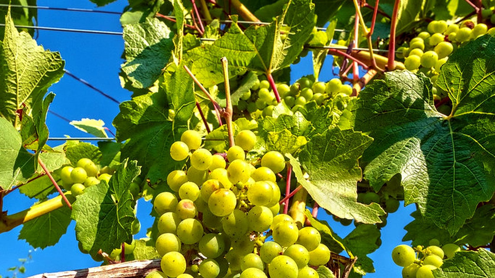 Vue agricole consacrée à aligoté