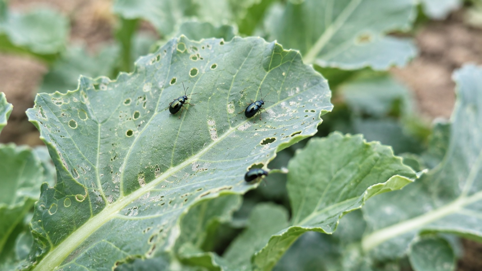 Vue agricole consacrée à altises des brassicacées