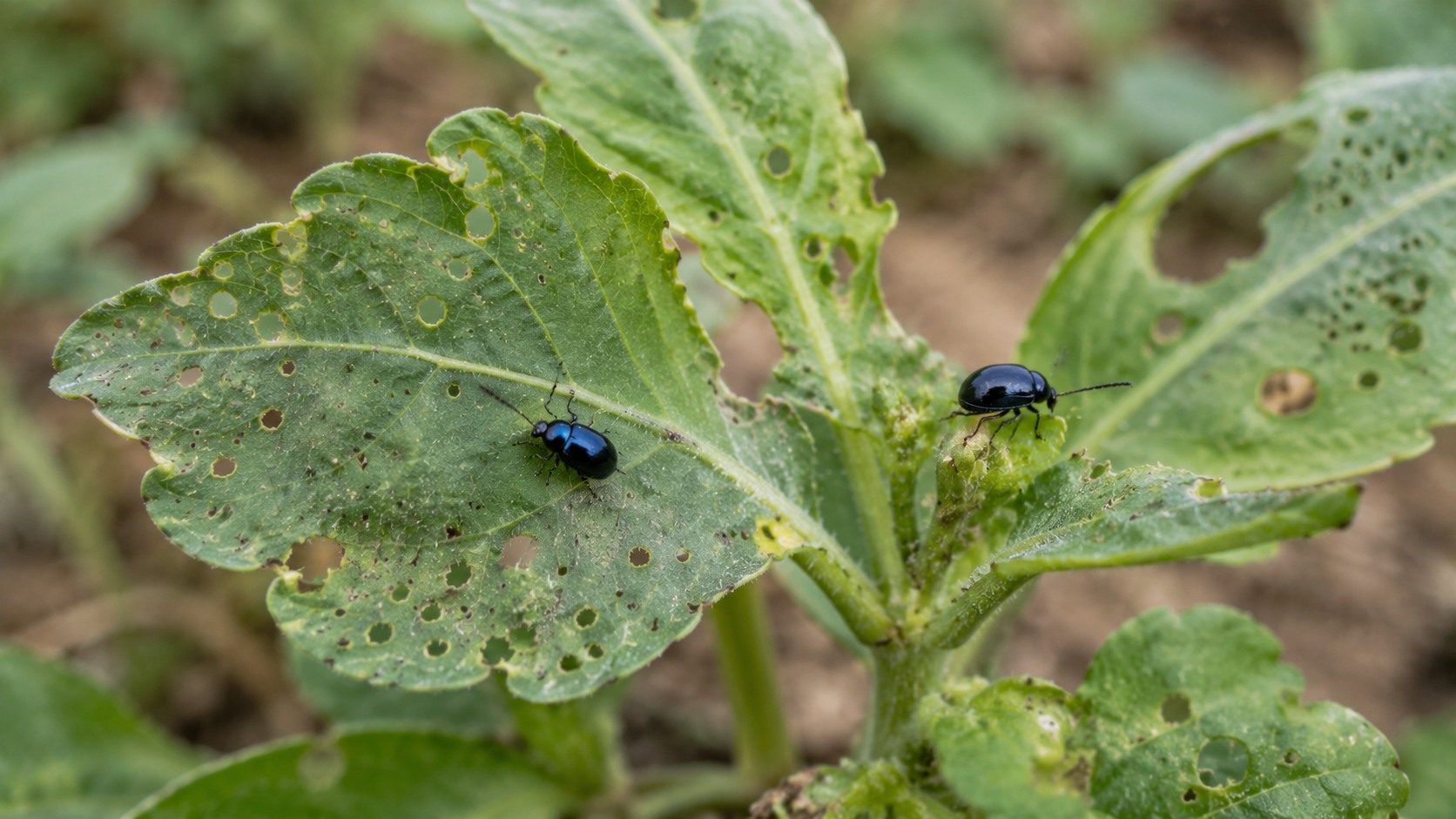 Vue agricole consacrée à altises