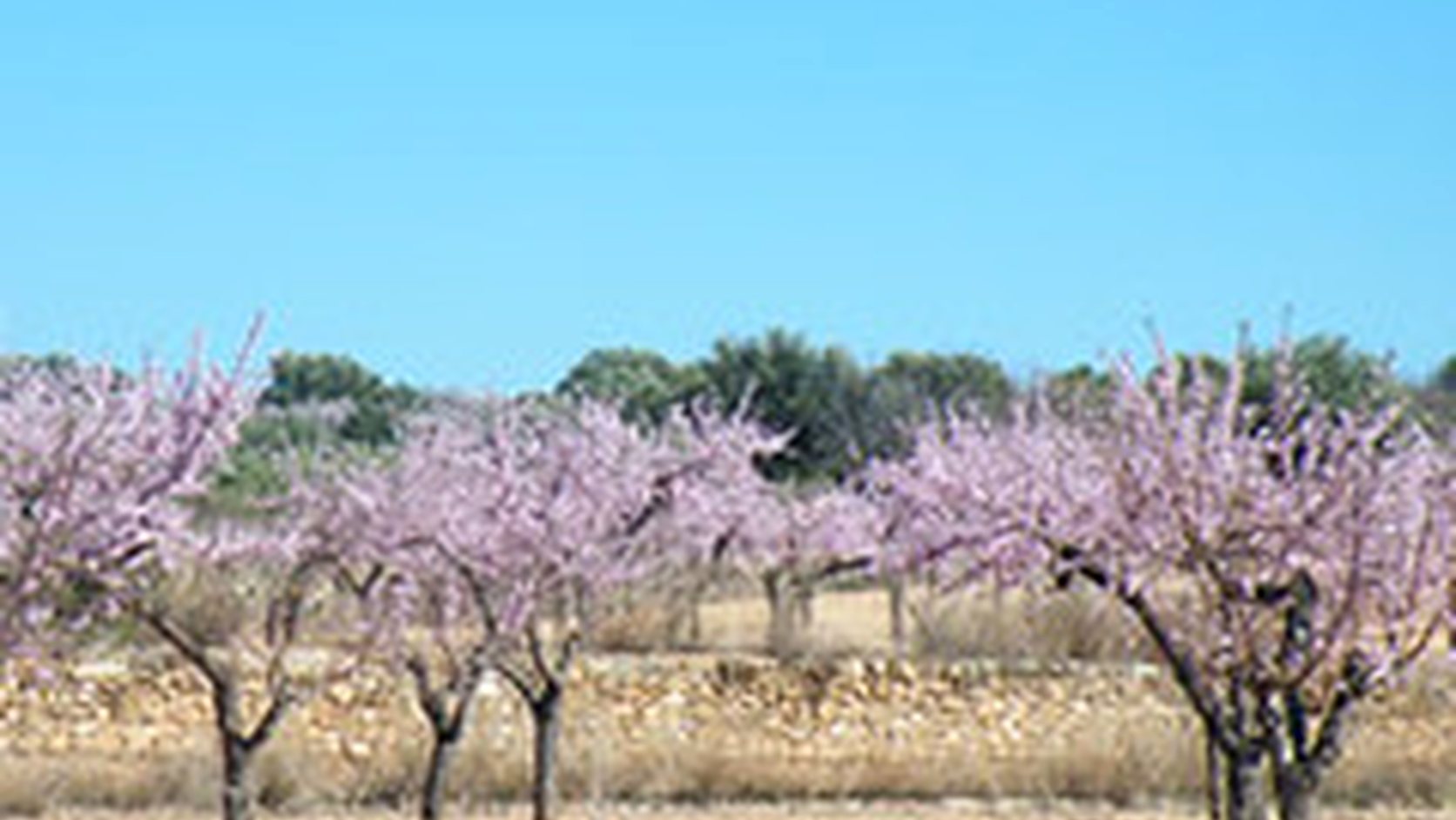 Illustration agricole de amandier
