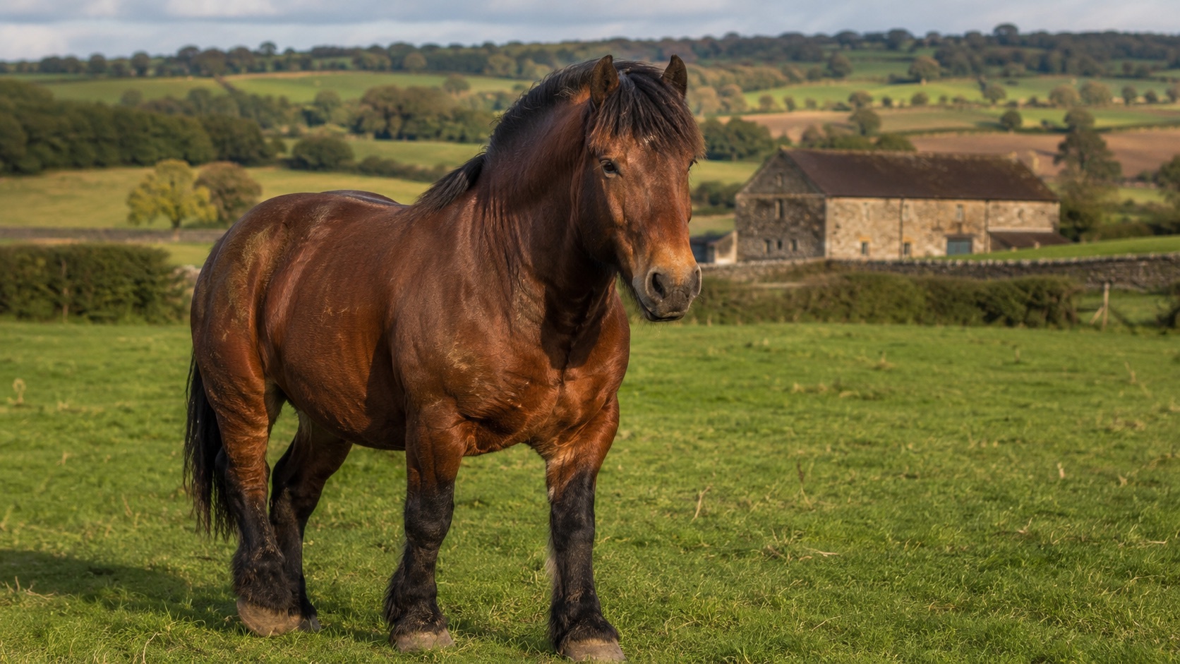 Cheval de trait Auxois au pré