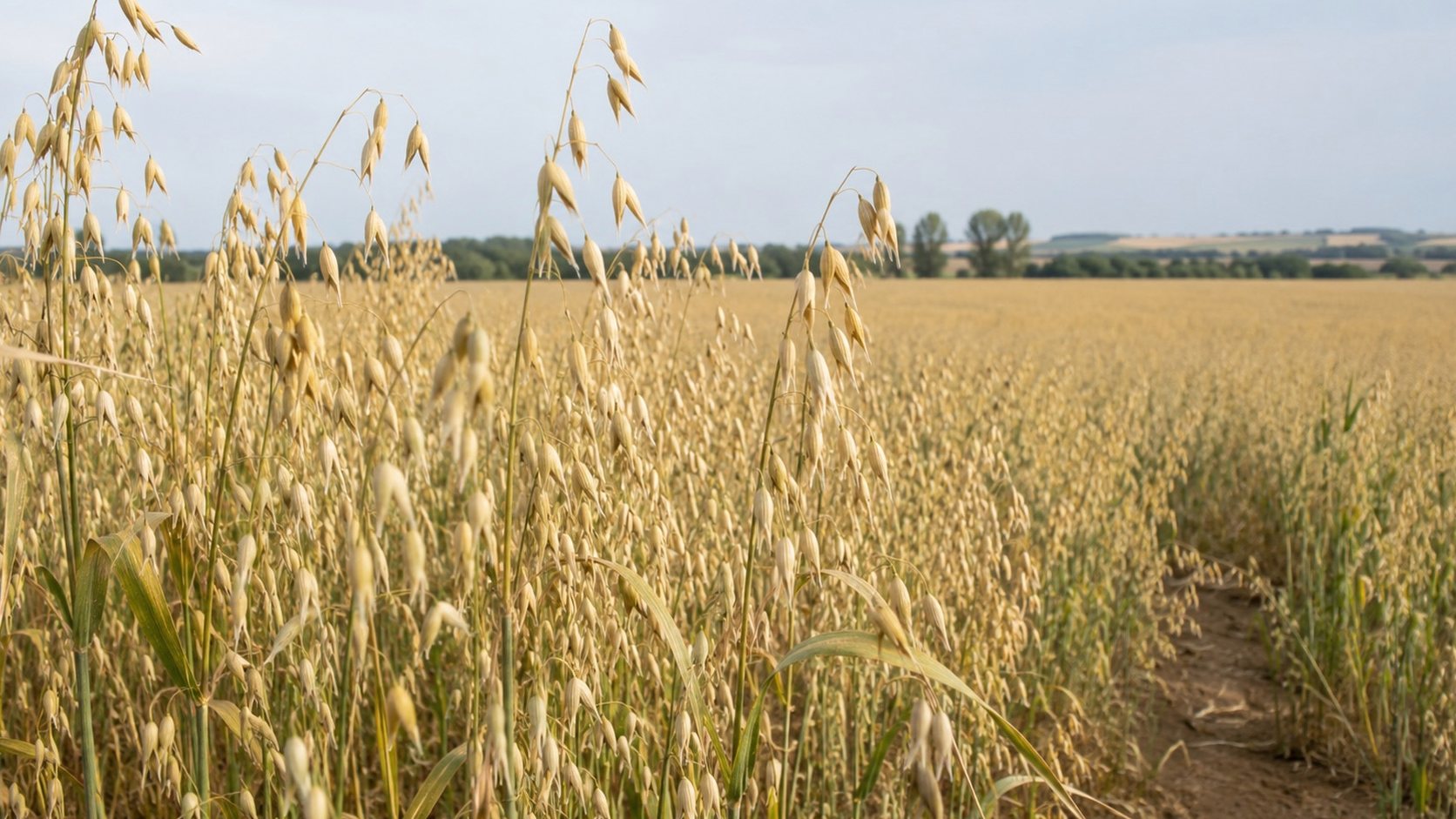 Illustration agricole de avoine rude