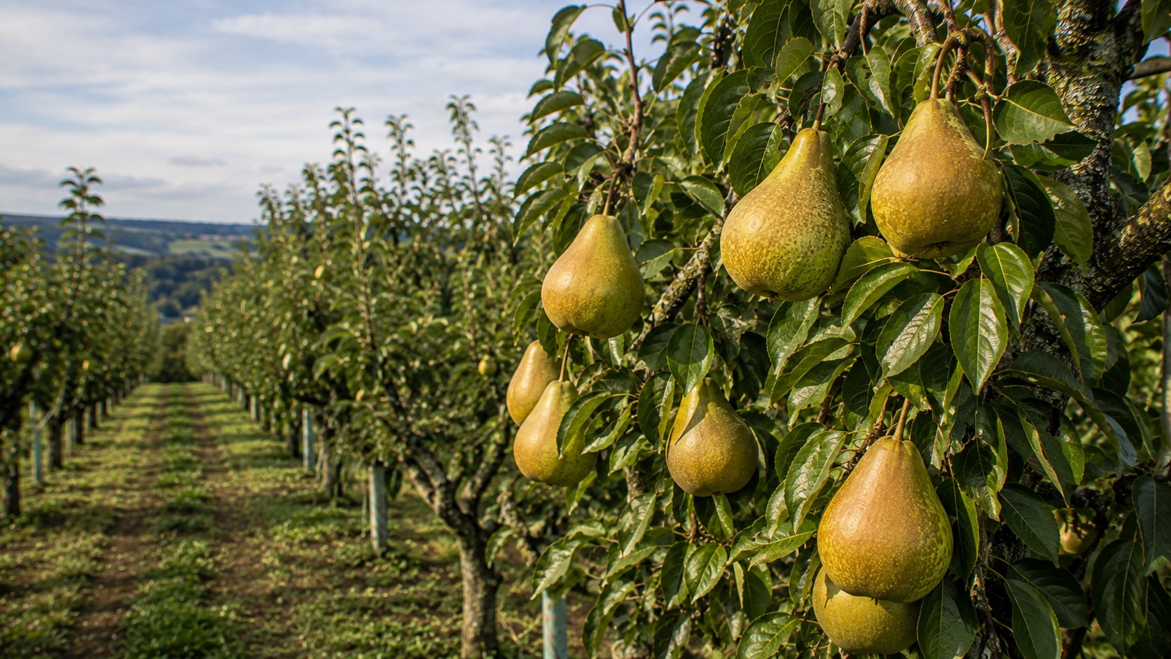 Vue agricole consacrée à bergeron