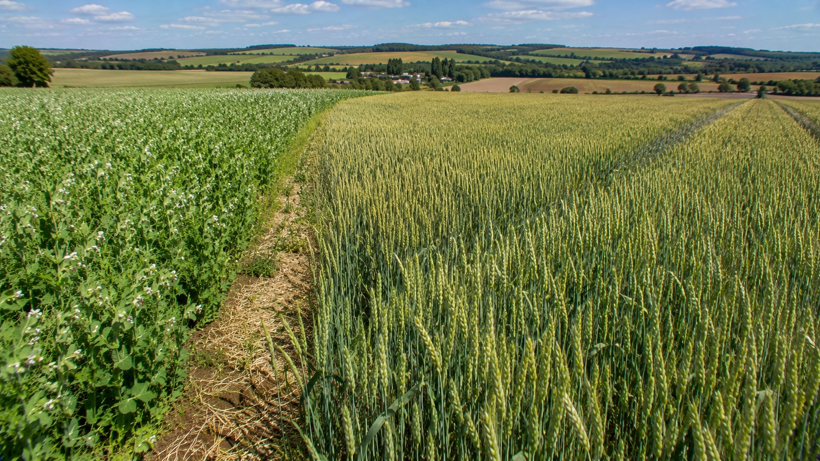 Vue agricole consacrée à blé après légumineuse