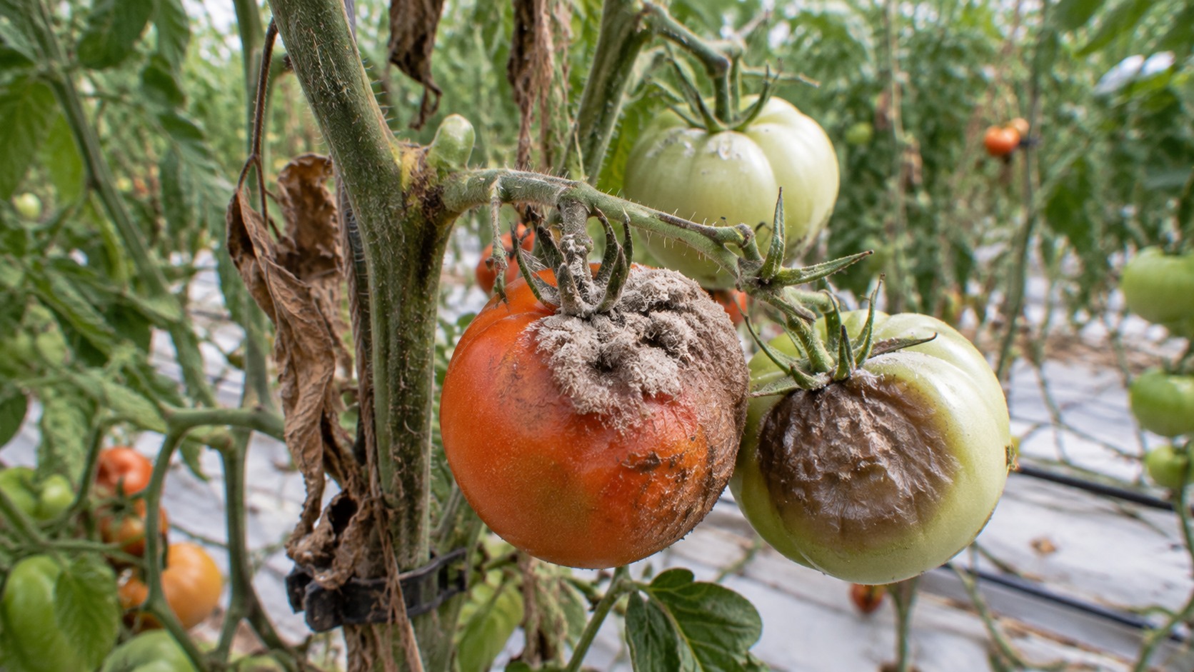 Vue agricole consacrée à botrytis de la tomate