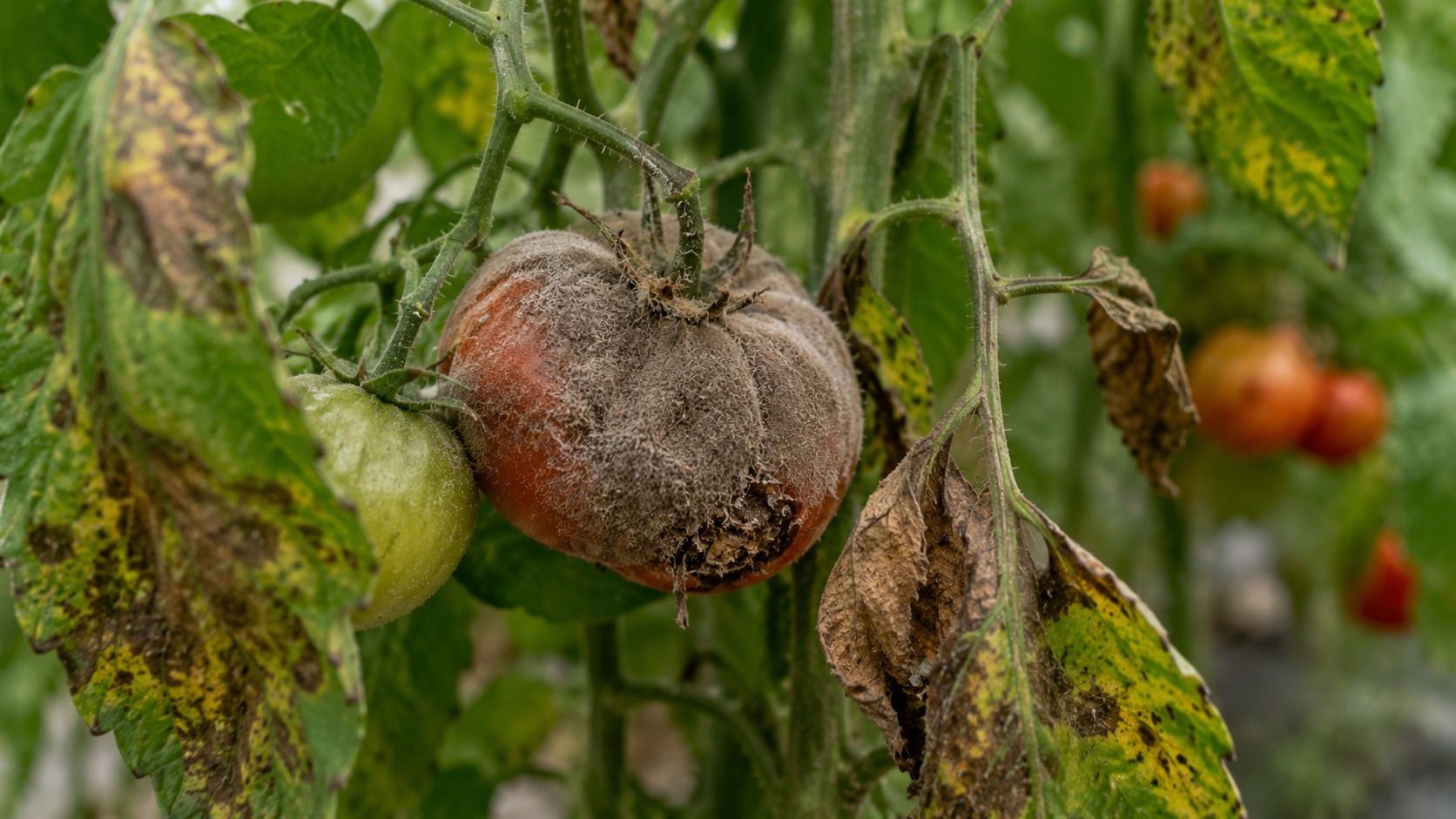 Vue agricole consacrée à botrytis
