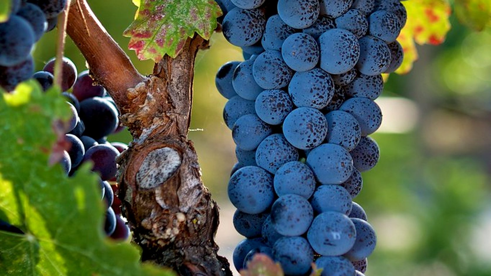 Illustration agricole de cabernet sauvignon