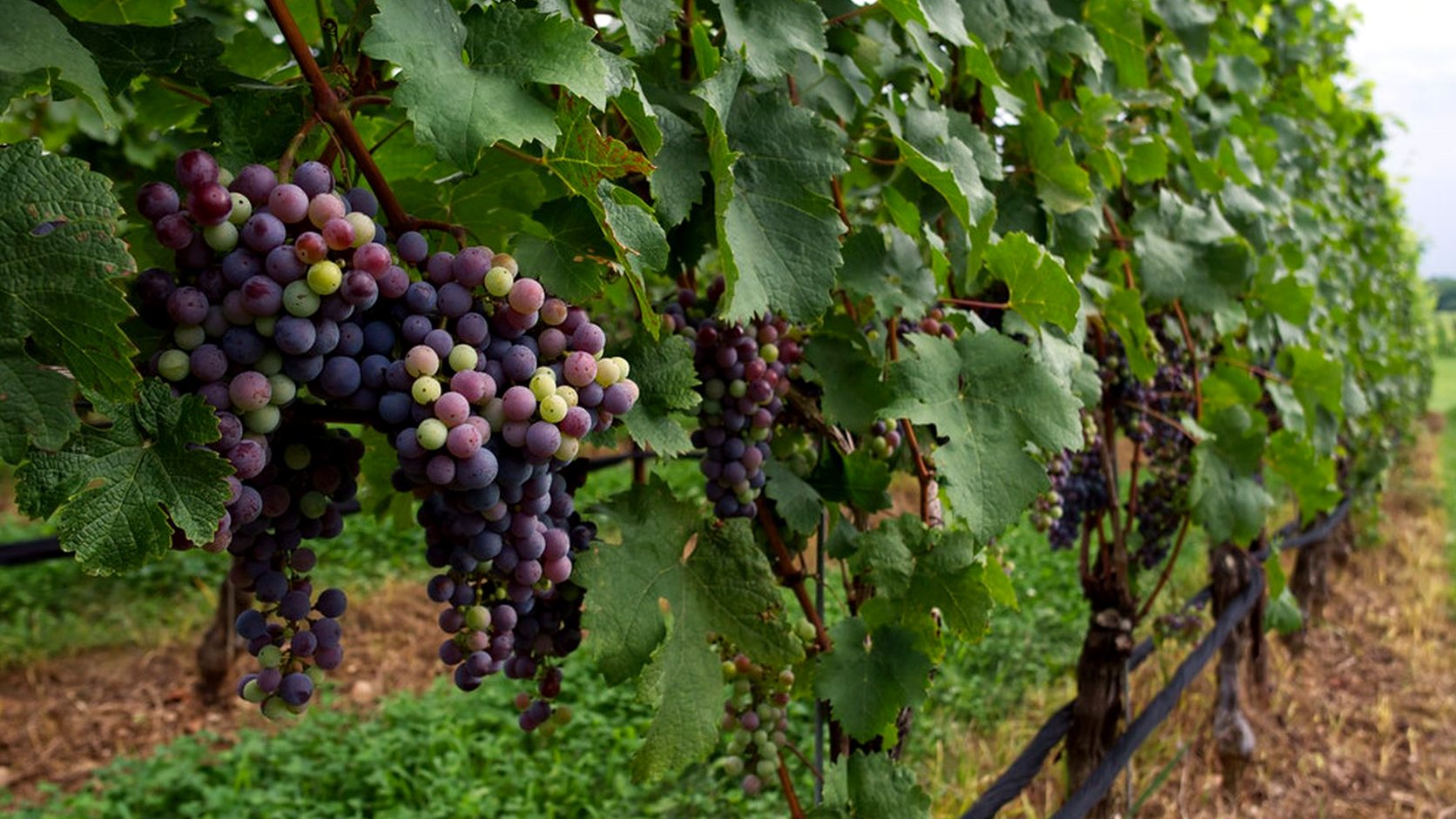 Illustration agricole de carignan