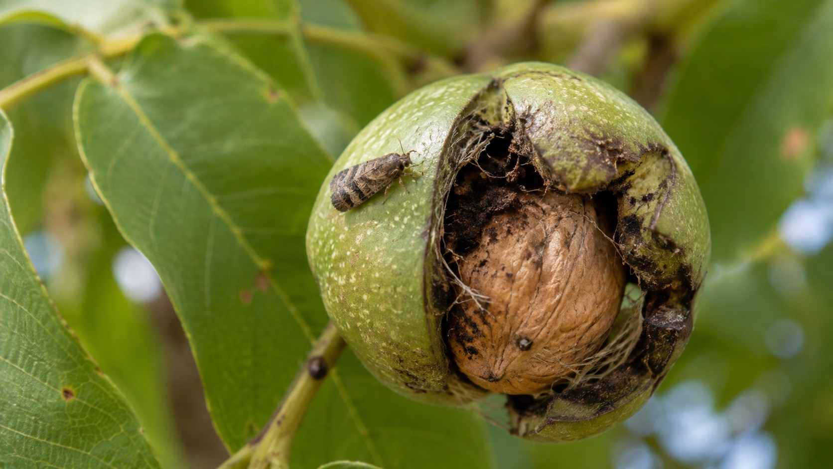 Vue agricole consacrée à carpocapse des noix