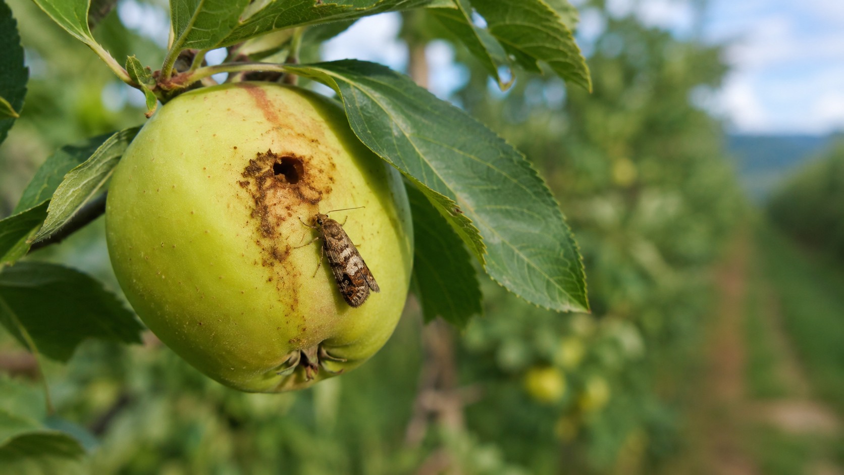 Vue agricole consacrée à carpocapse des pommes et des poires