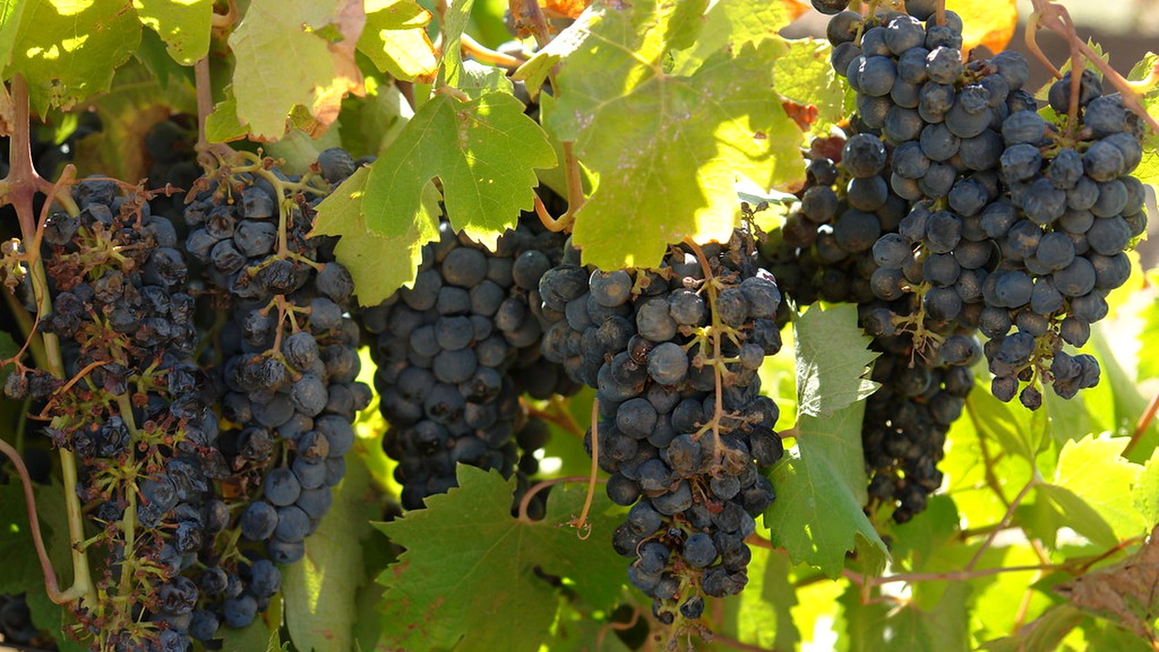 Illustration agricole de cepages rouges