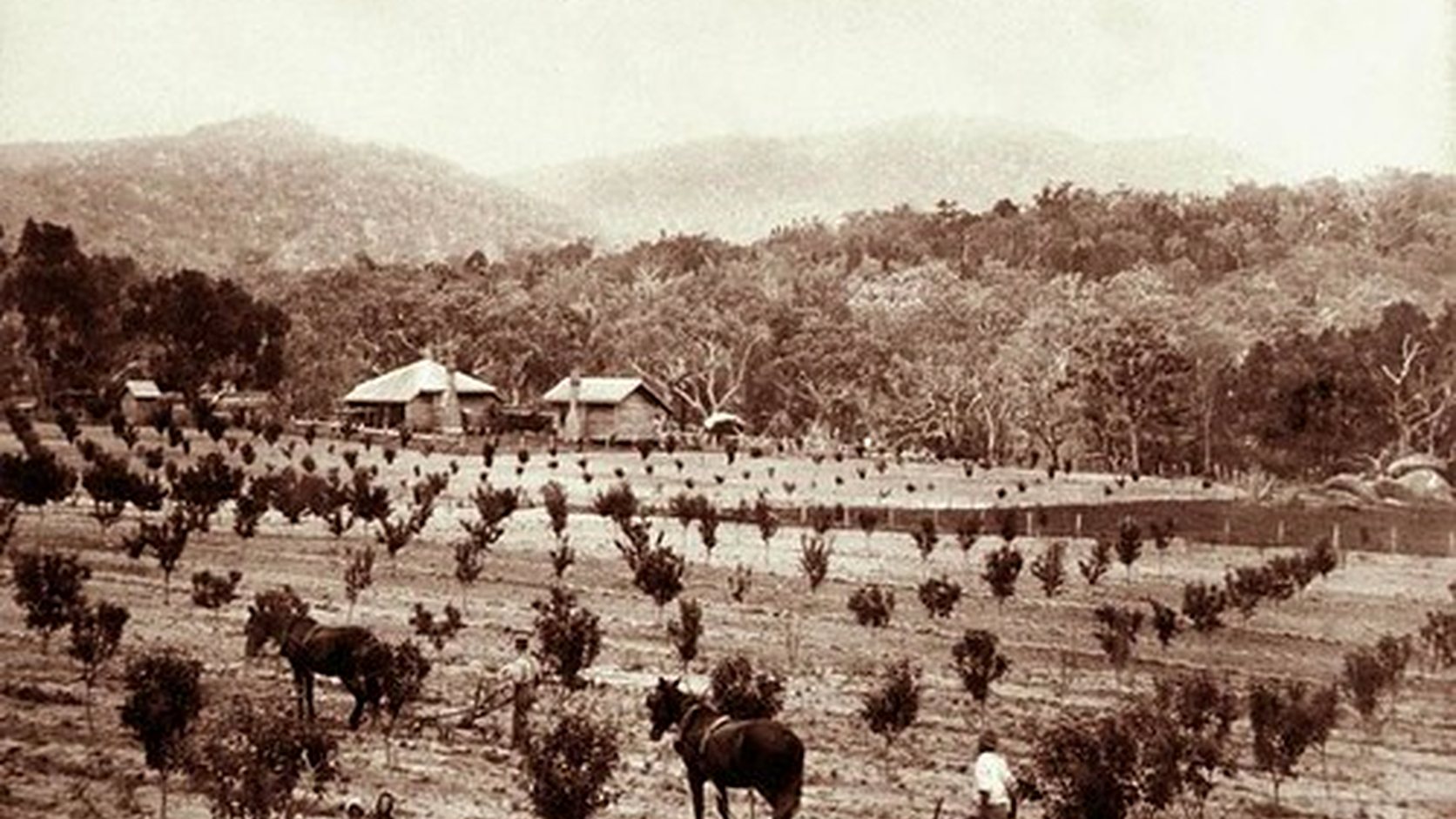 Vue agricole consacrée à cerisier