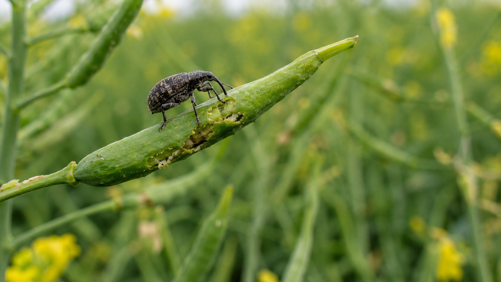 Vue agricole consacrée à charançon des siliques