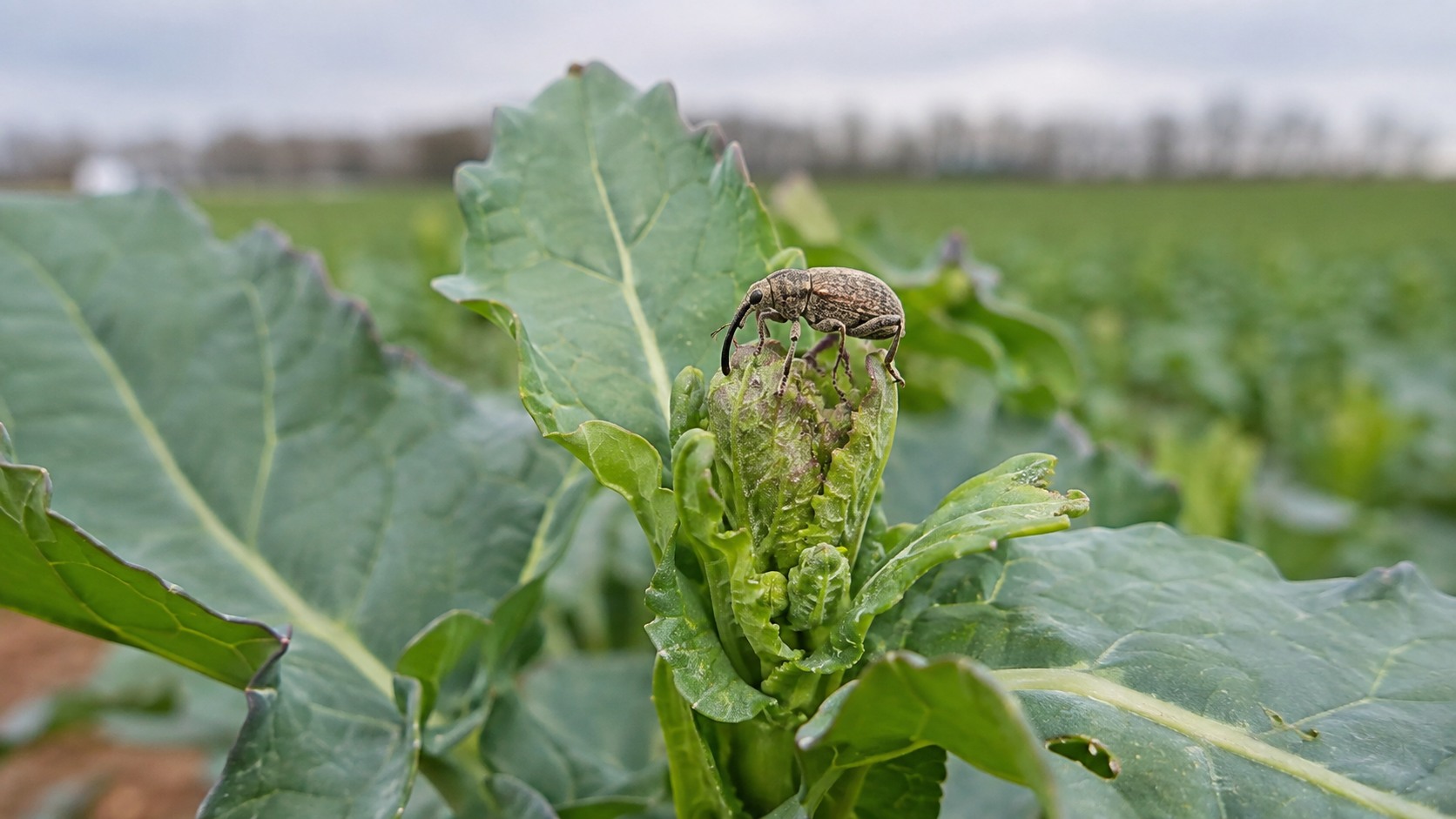Vue agricole consacrée à charançon du bourgeon terminal