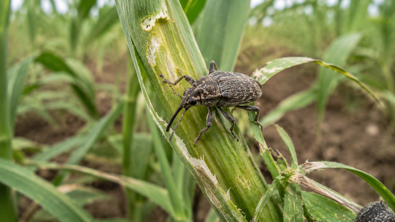 Vue agricole consacrée à charançons