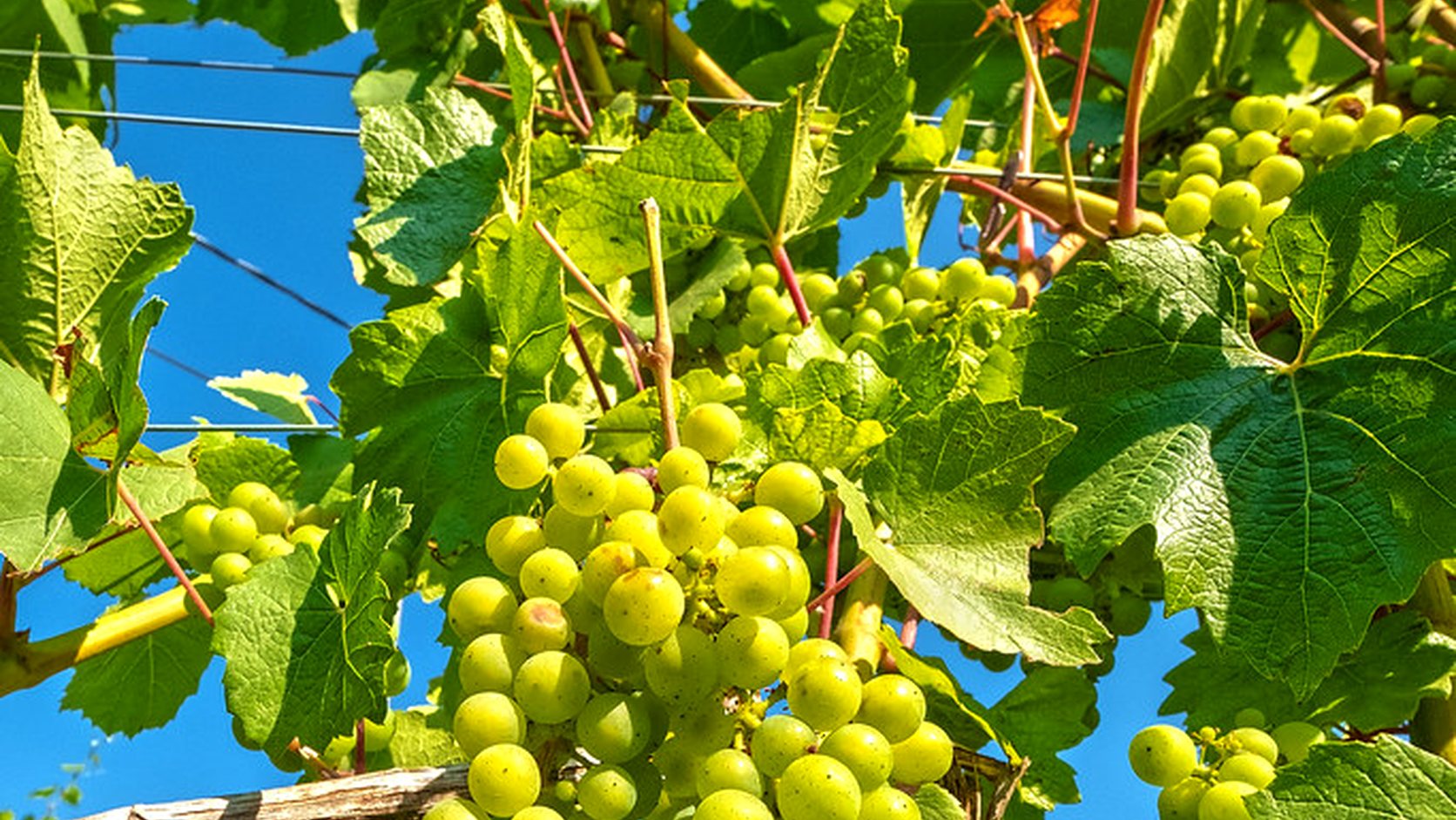 Illustration agricole de chardonnay