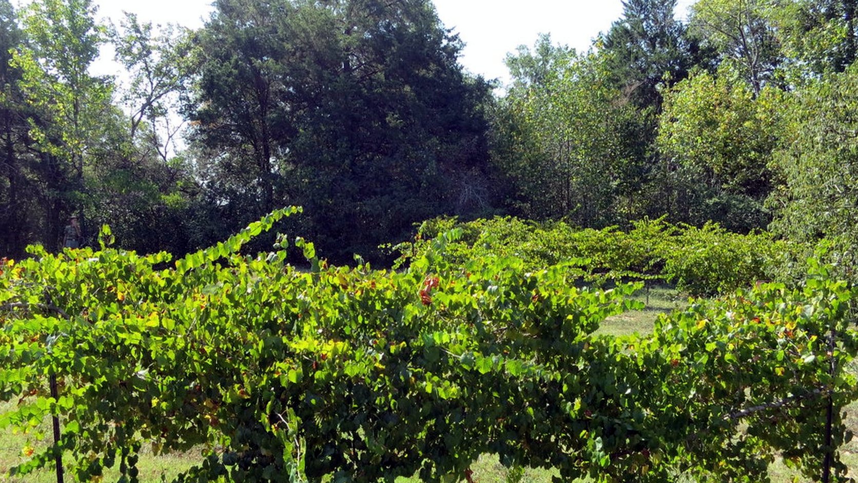 Illustration agricole de chenin blanc