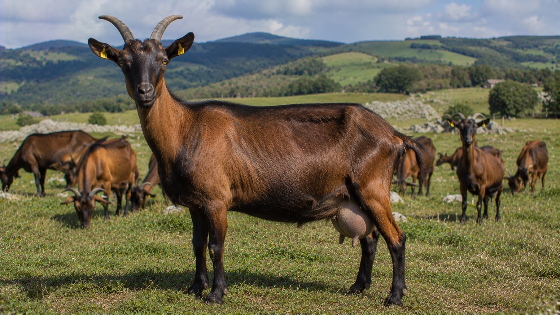 Chèvre du Massif Central en estive
