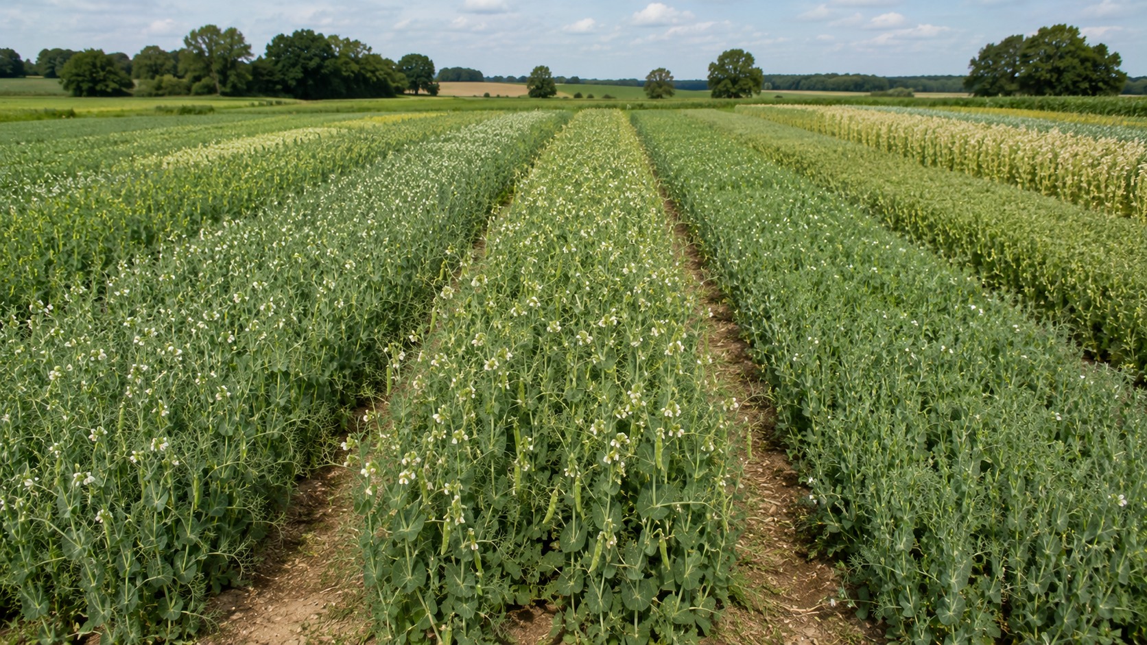 Vue agricole consacrée à choisir une variété de pois protéagineux
