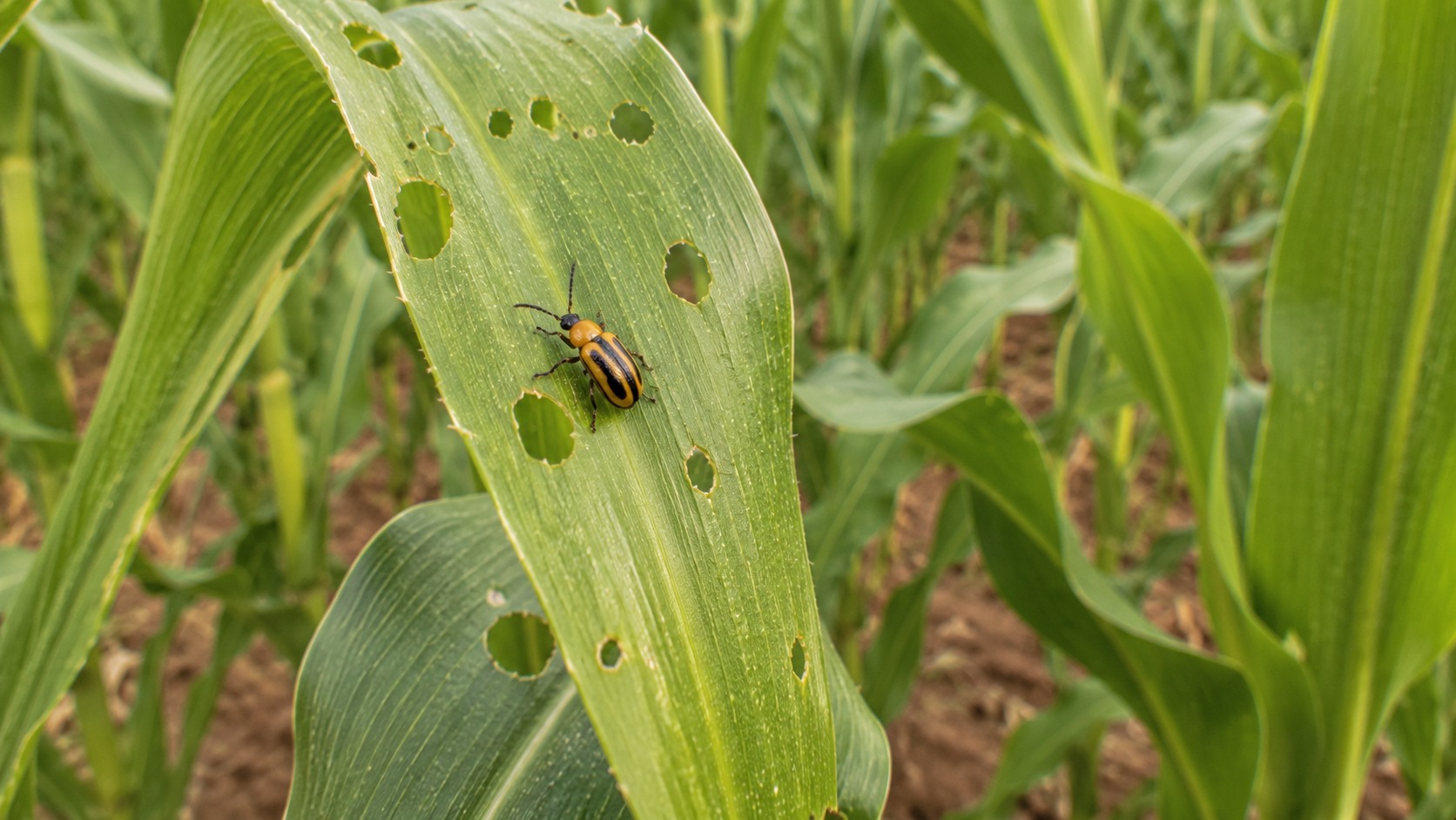 Vue agricole consacrée à chrysomèle du maïs