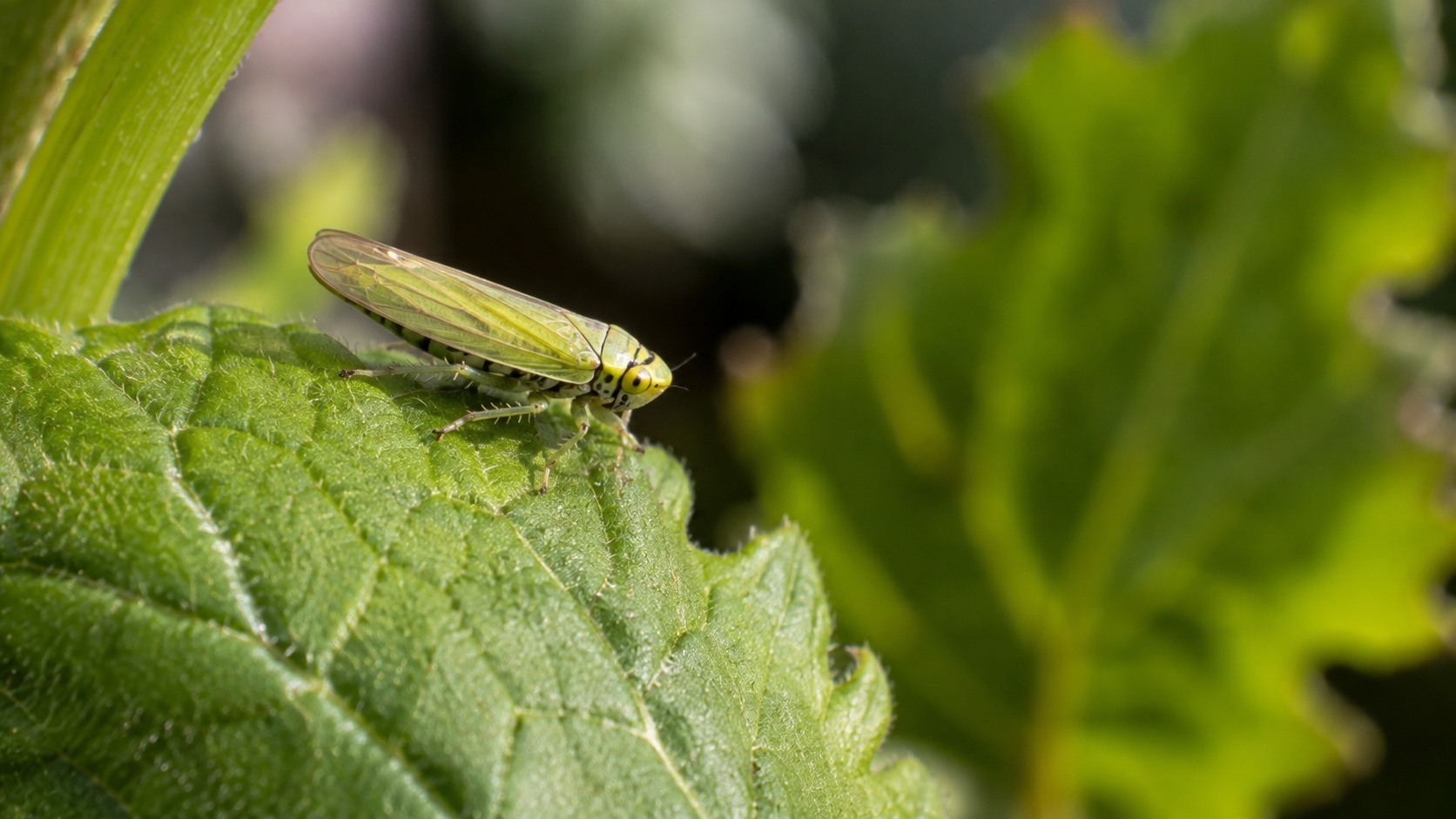 Vue agricole consacrée à cicadelle de la flavescence dorée