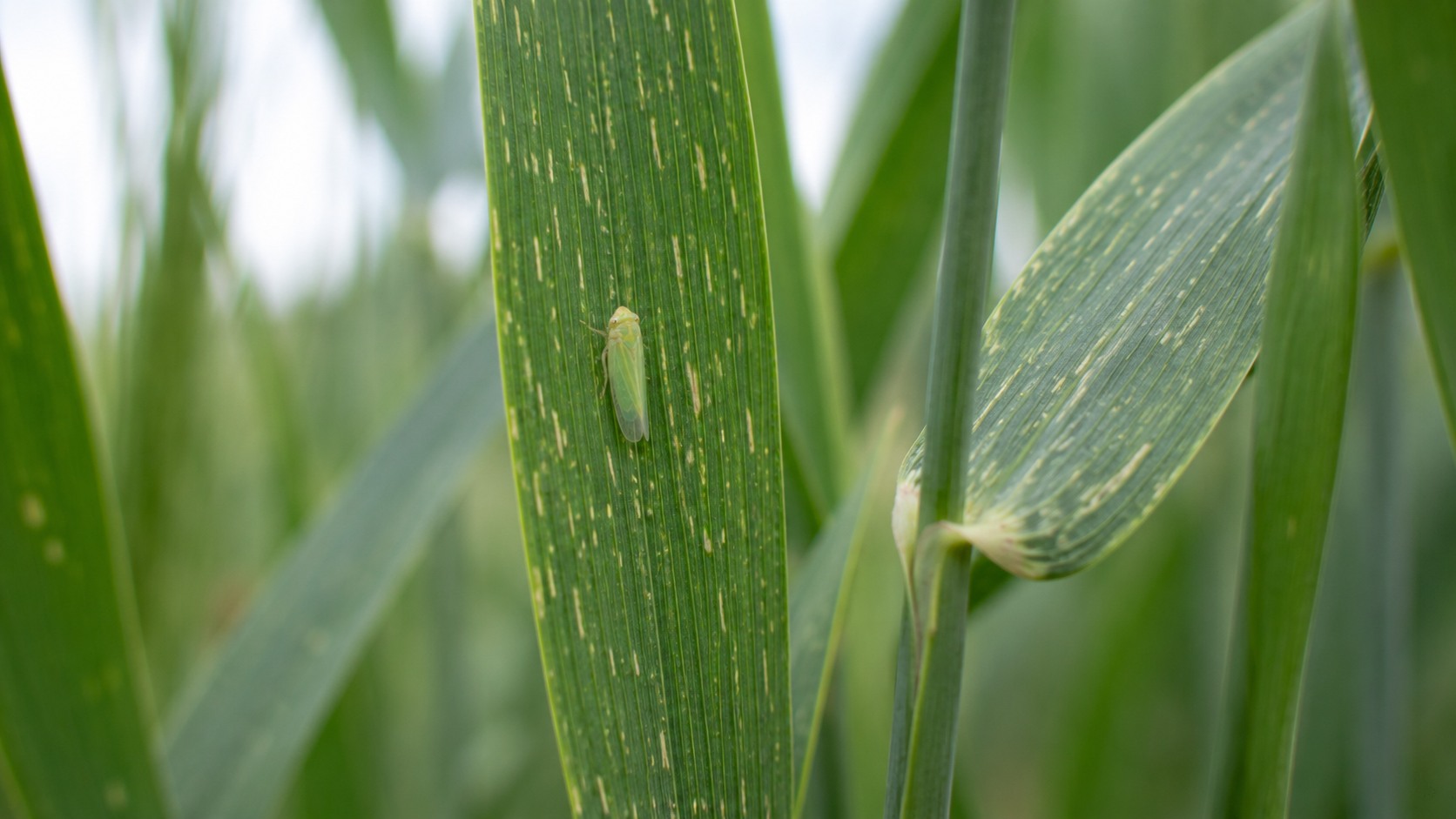 Vue agricole consacrée à cicadelles des céréales