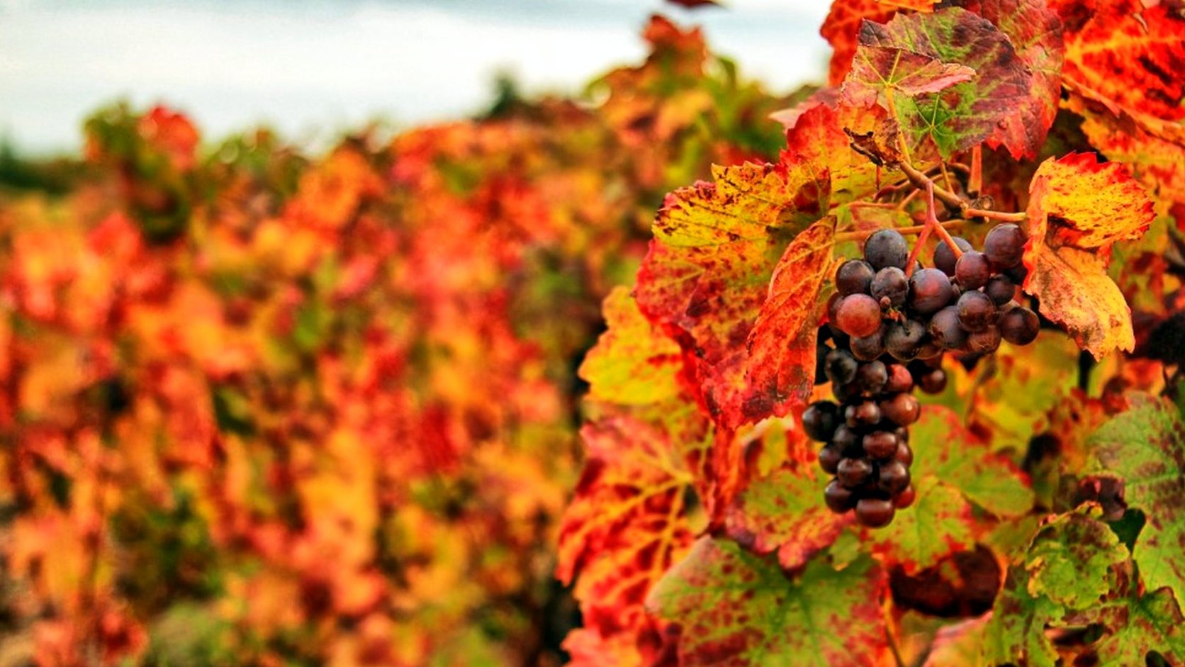 Illustration agricole de cinsault