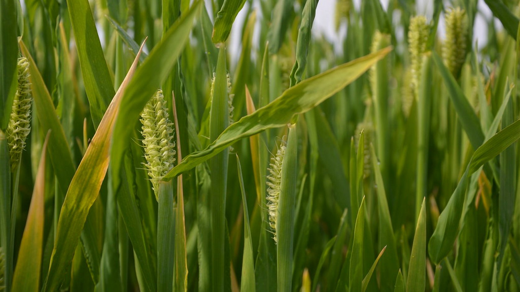Vue agricole consacrée à cipan