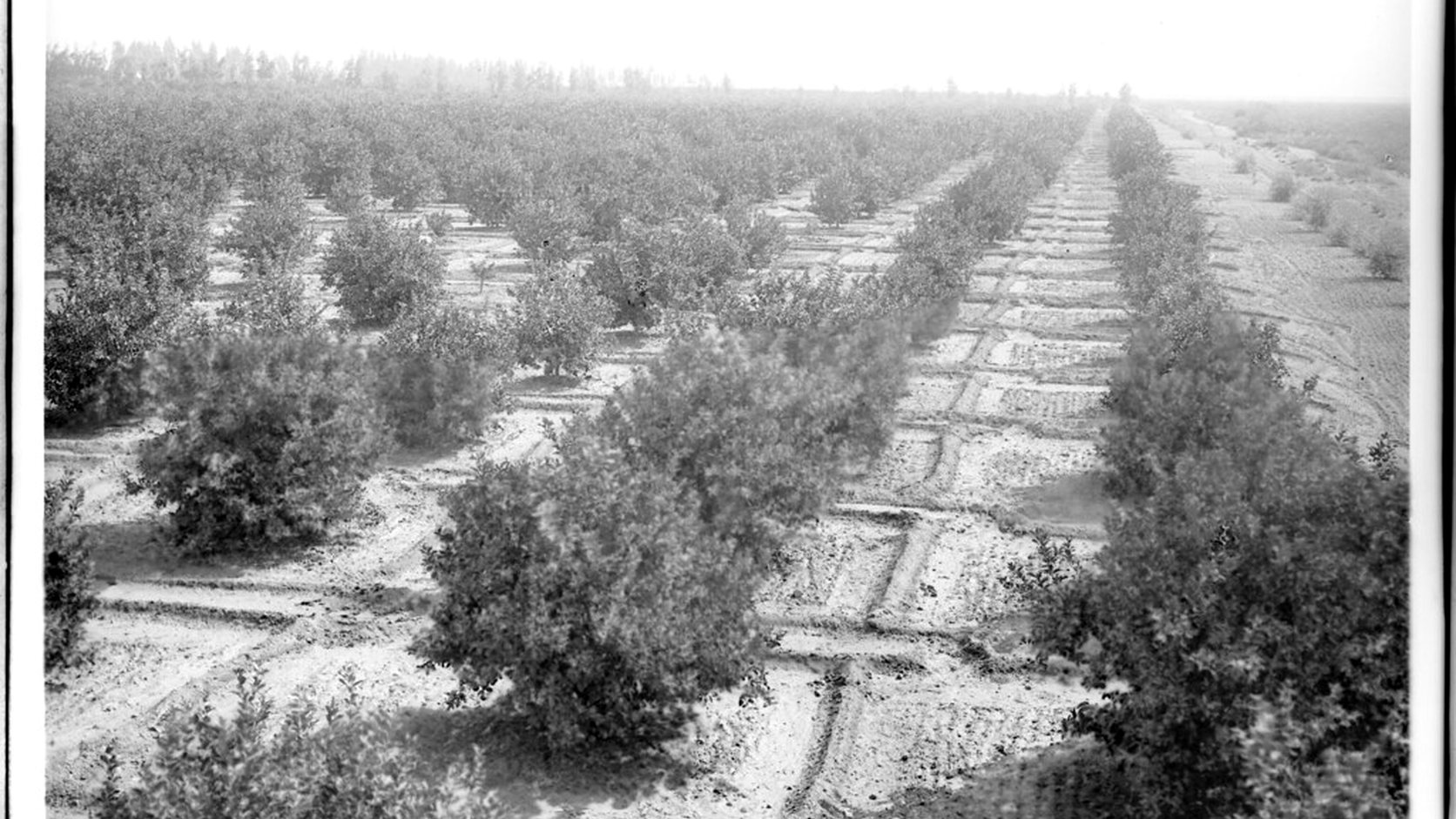 Illustration agricole de citronnier