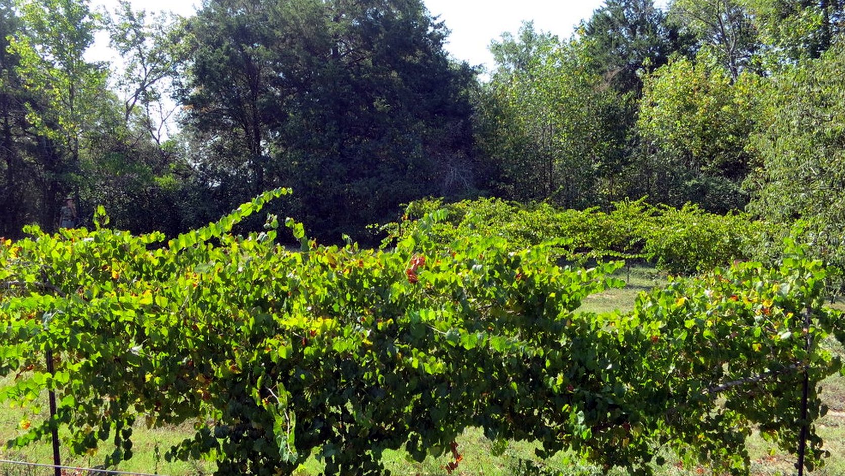 Illustration agricole de clairette