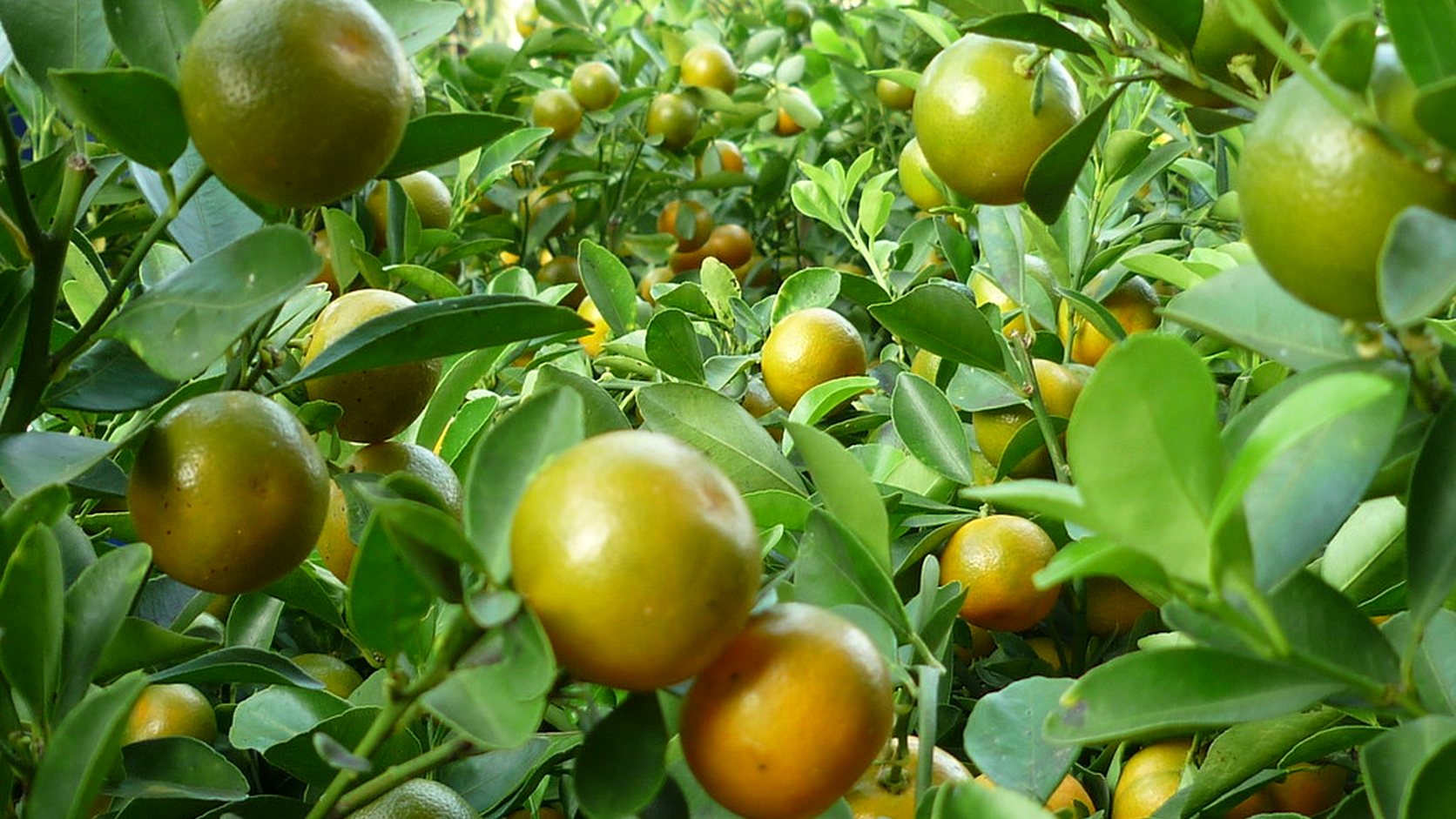 Illustration agricole de clementinier