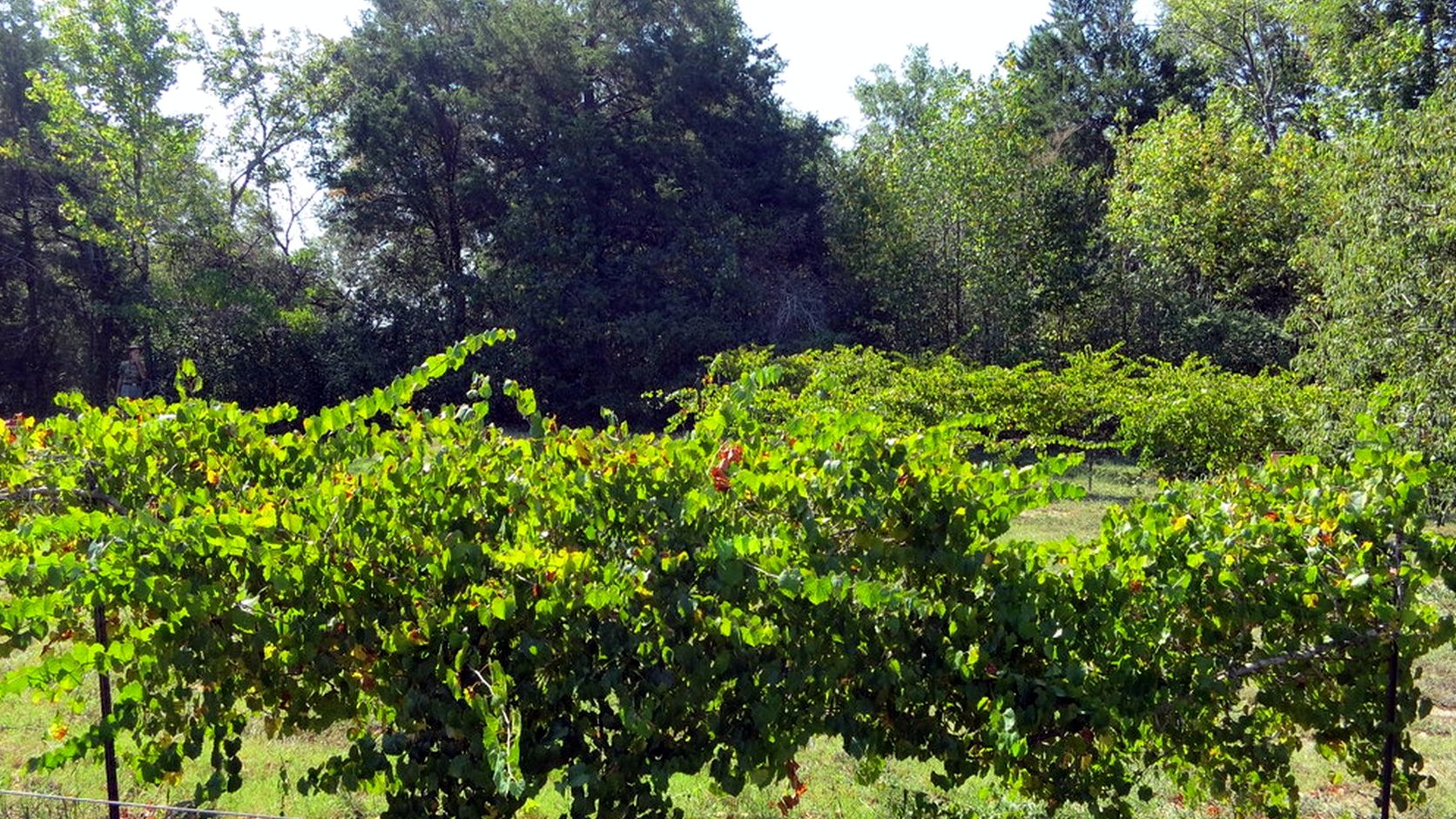 Illustration agricole de colombard