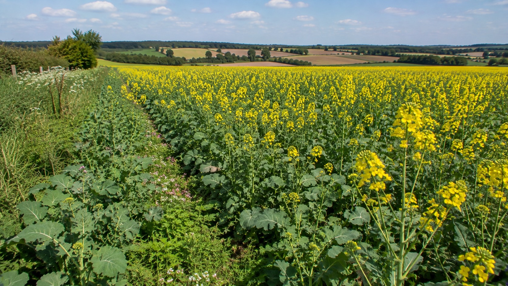 Vue agricole consacrée à colza en agriculture biologique