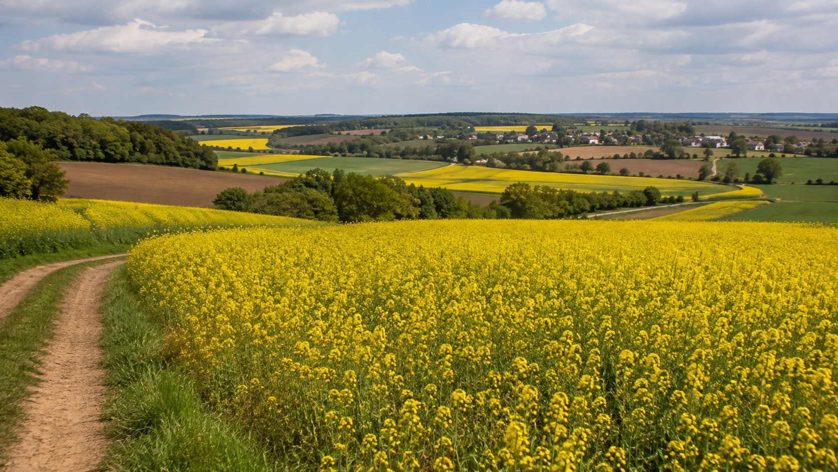 Vue agricole consacrée à colza en bourgogne