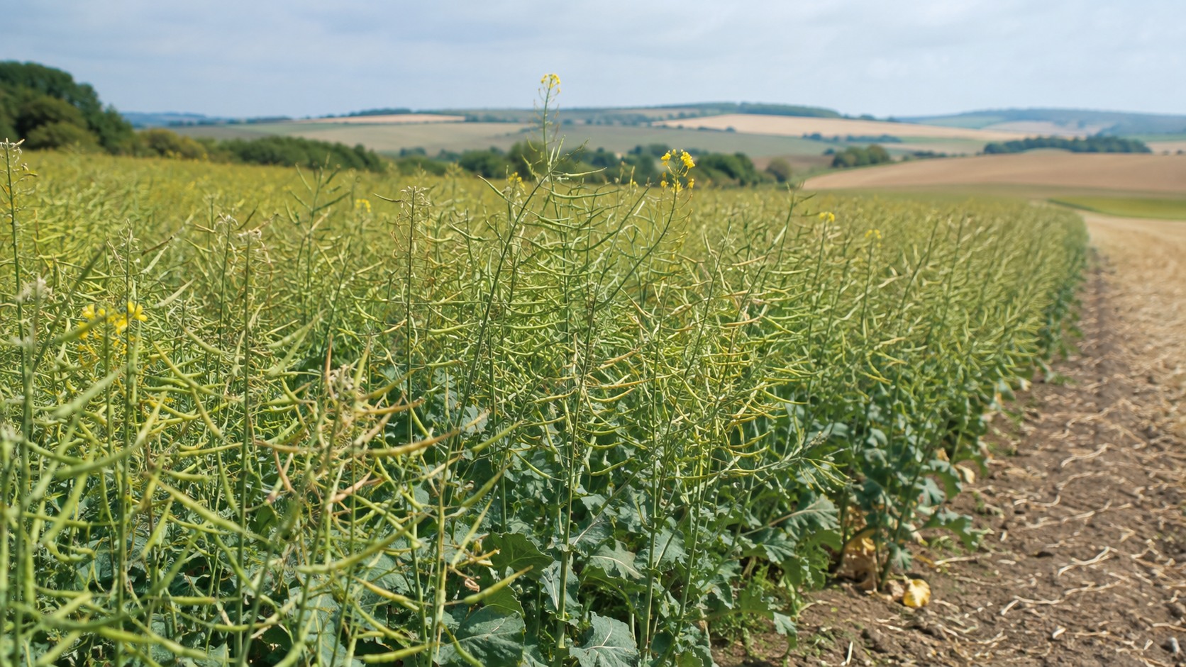 Vue agricole consacrée à colza précoce