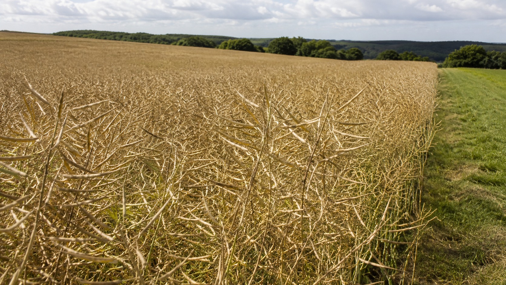 Vue agricole consacrée à colza tardif