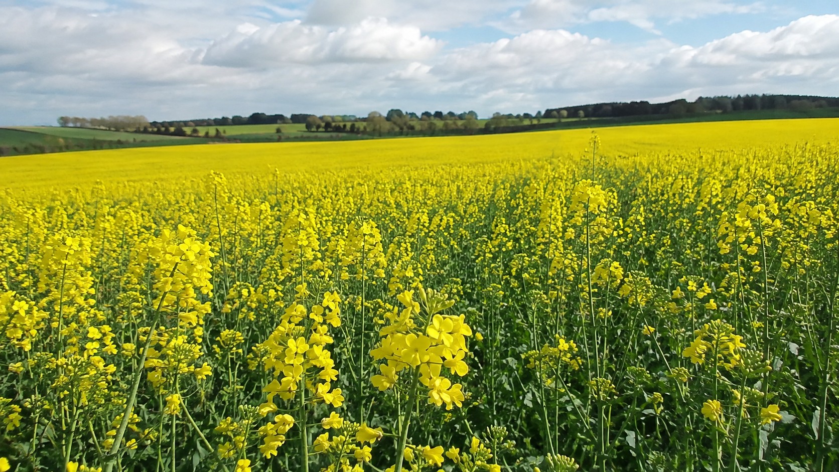 Vue agricole consacrée à colza tolérant aux maladies