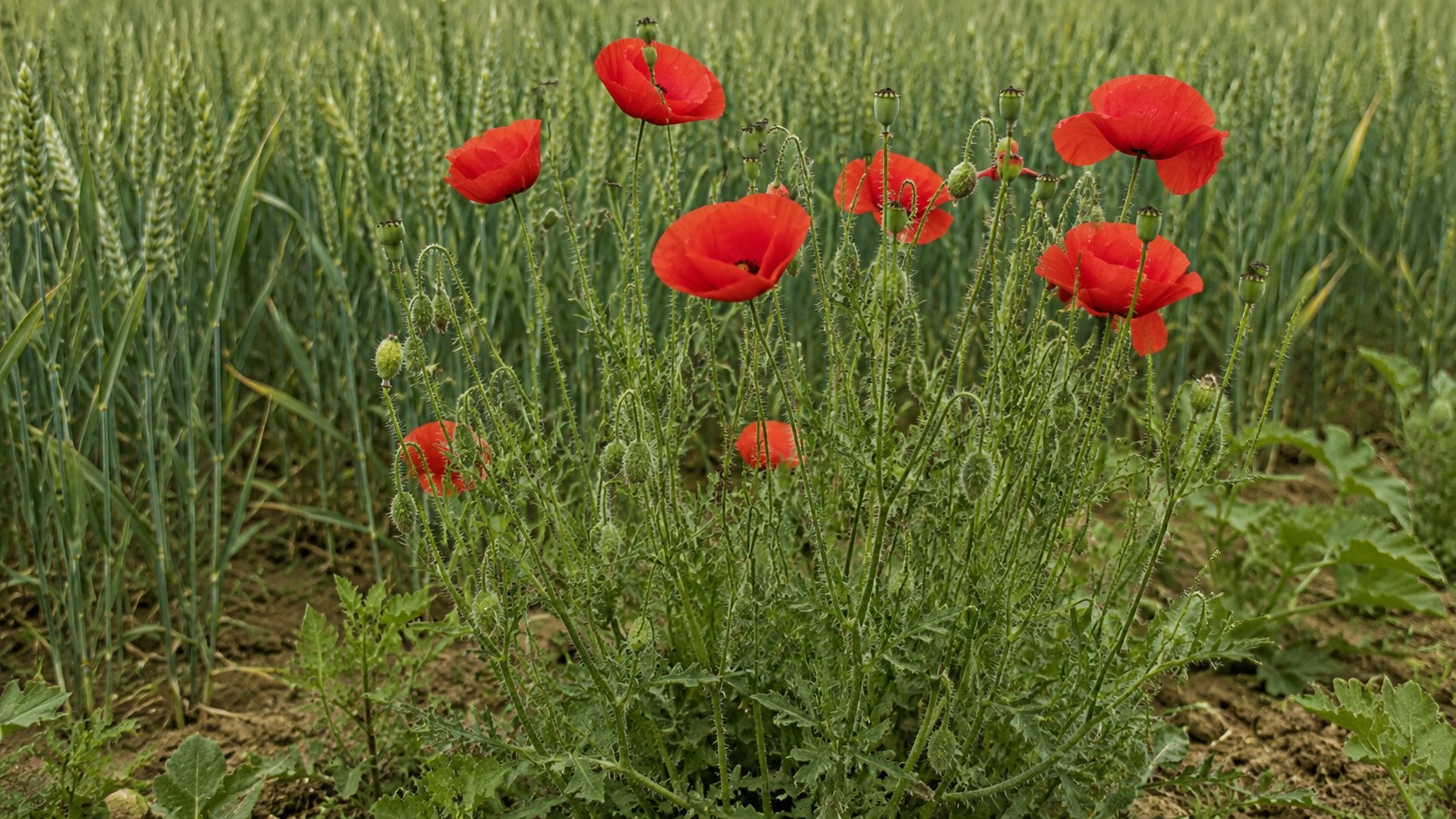Vue agricole consacrée à coquelicot