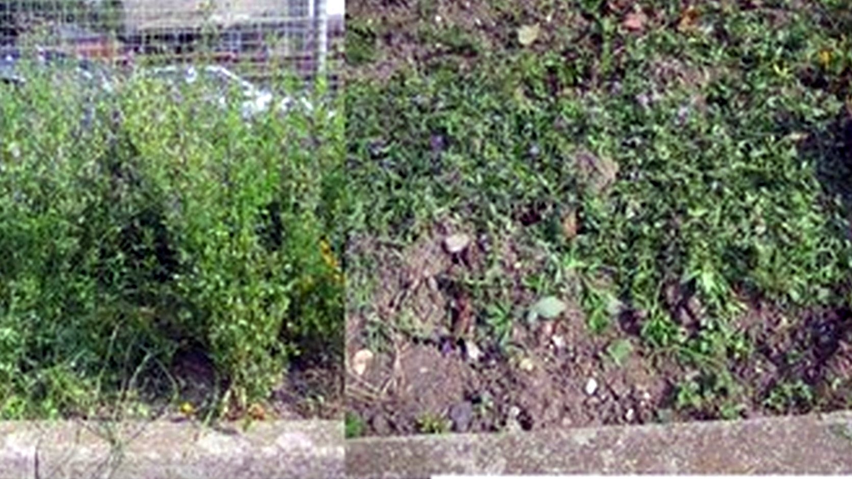 Illustration agricole de couverts avant tournesol