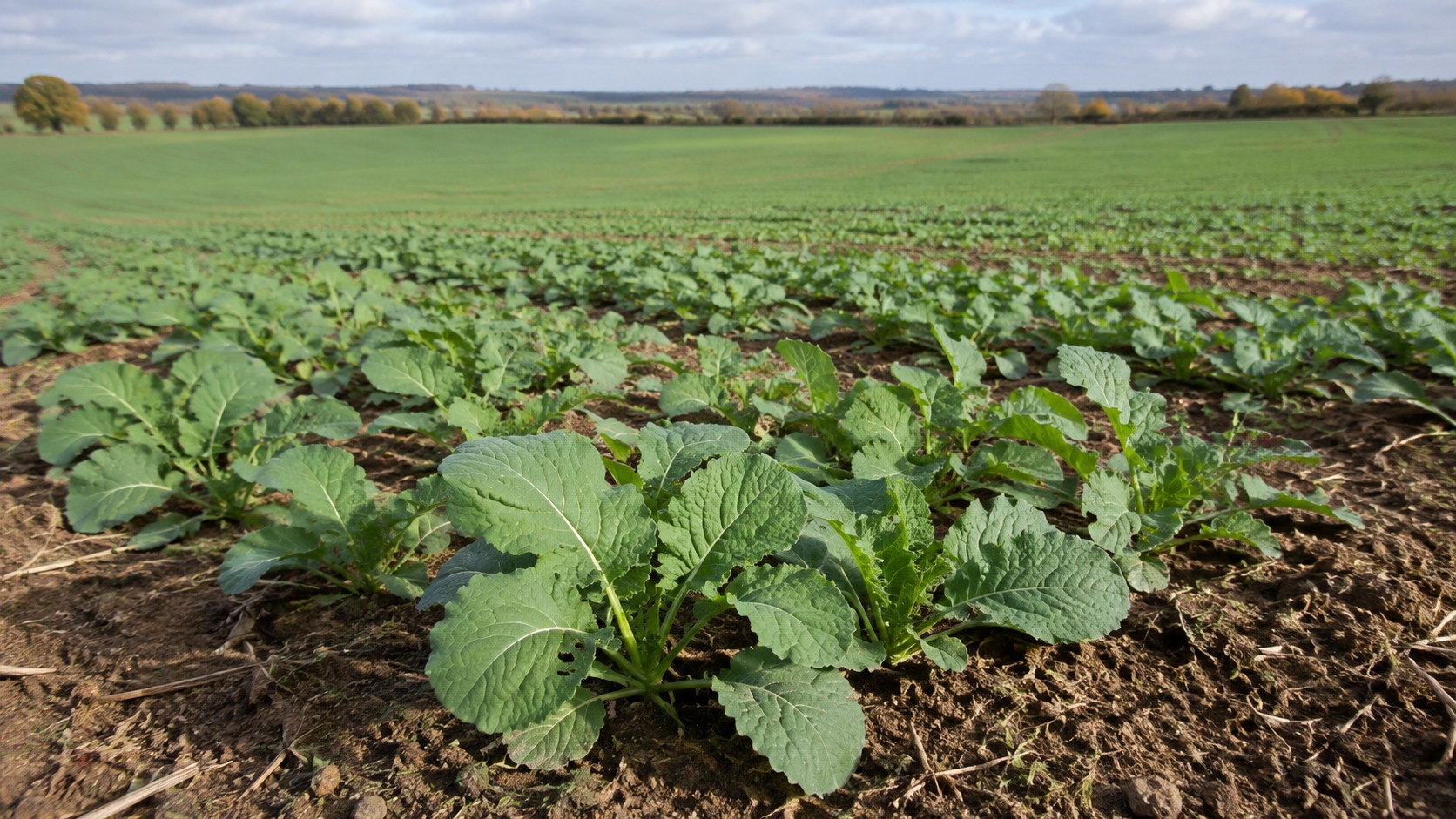 Vue agricole consacrée à croissance automnale du colza
