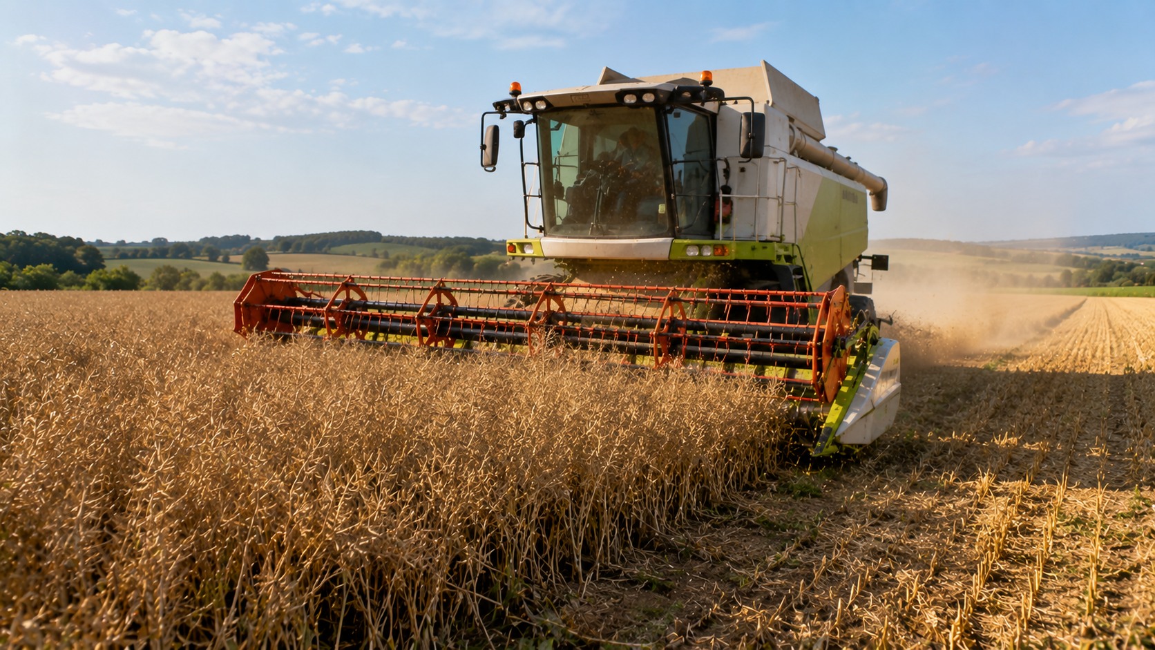 Vue agricole consacrée à date de récolte du colza